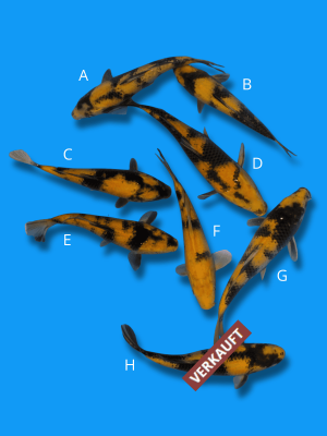 Ki Utsuri und Ki Bekko | Koi&Co